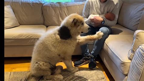 Phil The Malamute Dog Meets Newborn Baby For The First Time .